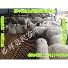 大型养殖场民富养殖场直销 波尔山羊 小尾寒羊 各种羊羔