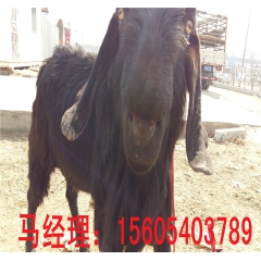 养殖场批发供应 波尔 纯种小尾寒羊 黑山羊 杜波绵羊 白山羊