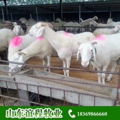 销售刚出栏杂交小尾寒羊 小尾寒羊羊羔价格 山东小尾寒羊养殖基...
