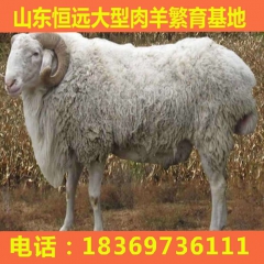 出售纯种高腿小尾寒羊 小尾寒羊孕羊羊羔价格 山东养殖场直销