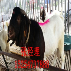 销售波尔山羊 小尾寒羊 白山羊 杜泊绵羊价格优惠免费运输