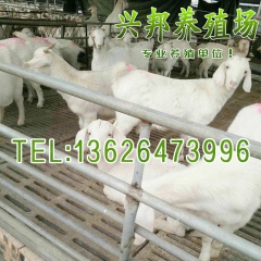 专业养殖基地养殖 小尾寒羊 小羊羔 肉羊 母羊种 各种白山羊...