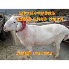 小尾寒羊-属蒙古羊的“亚系”小尾寒羊皮肉兼用好品种 小尾寒羊