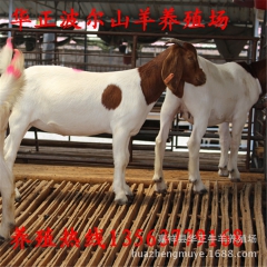 今年肉羊价格 山东养羊场供应波尔山羊 小尾寒羊  黑山羊价格