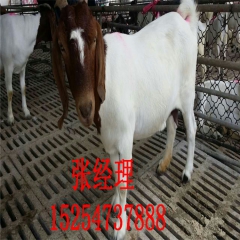 批发波尔山羊 羊苗 育肥羊 纯种的小尾寒羊 20头以上免费运...