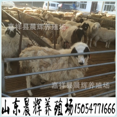 晨辉养殖场急售 小尾寒羊 小尾寒羊杂交羊 杂交肉羊 可过称