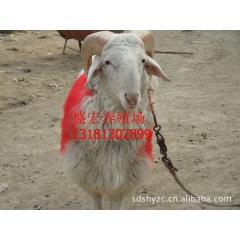 供应【小尾寒羊 】纯种羊羔 育肥羊 小尾寒羊繁育基地 价格优...