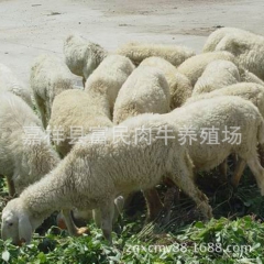 自家养殖出售小尾寒羊   肉羊   杜泊羊  免费运输  跟...