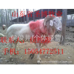 买小尾寒羊大母羊 养殖就买母羊 无风险 见利快 多胎高产小尾...