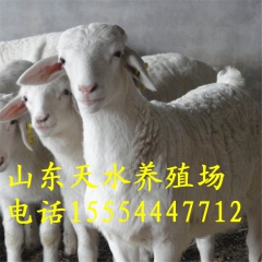 小尾寒羊价格  小羊羔 小尾寒羊种羊基地  纯种小尾寒羊