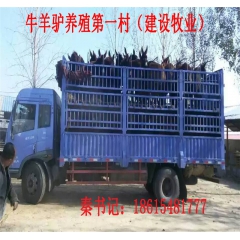 黑山羊苗价格 努比亚黑山羊 小尾寒羊 白山羊羊苗出售价格