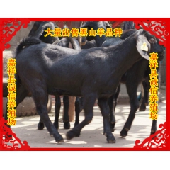 优质小尾寒羊 努比亚黑山羊 白山羊大量出售 买羊免费送到家肉...