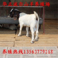 肉羊波尔山羊 小尾寒羊 肉用山羊品种 绵羊肉羊 山东纯种养殖...