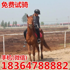 小尾寒羊养殖 骑乘马价格 鸿丰小尾寒羊  蒙古马 伊犁马