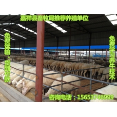 按斤卖小尾寒羊  养殖场小尾寒羊按斤卖多少钱一斤