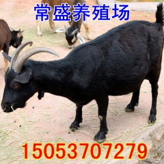 出肉多育肥黑山羊肉羊 白山羊交易养殖场 小尾寒羊