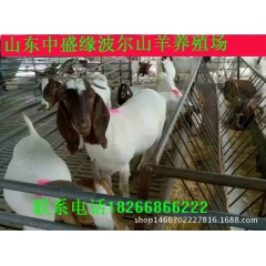 养殖场出售 波尔山羊 白山羊 小尾寒羊 价格优惠 品种优良
