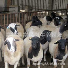 自家养殖销售小尾寒羊   肉羊   杜泊羊   免费运输