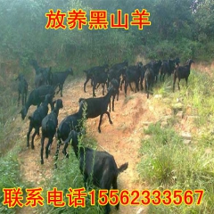 羊苗价格，努比亚黑山羊 小尾寒羊 白山羊羊苗出售价格