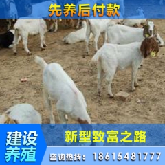 小尾寒羊 正规养殖场出售 纯种白山羊多少钱一只