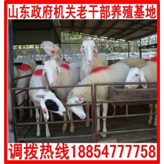 小尾寒羊 羊羔 纯种种羊价格 批发 免费提供养殖技术送铡草机