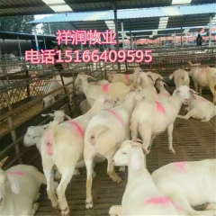 哪里有卖纯种小尾寒羊 杜波绵羊的 黑山羊 杜波绵羊 小尾寒羊...