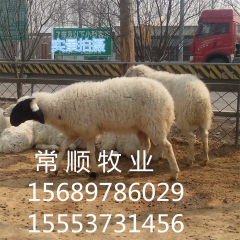 第三个养殖场   白山羊 育肥白头羊 黑山羊  小尾寒羊