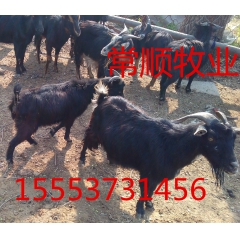 小尾寒羊  黑山羊怎样产崽多及繁殖技术 白山羊 价格