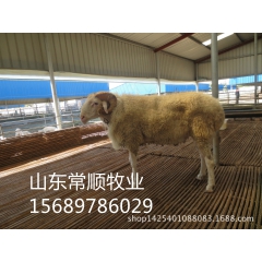 小尾寒羊 白山羊  黑山羊  养殖技术价格优惠 送货到家