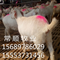 黑山羊那个市场比较好  白山羊  小尾寒羊  那个好养