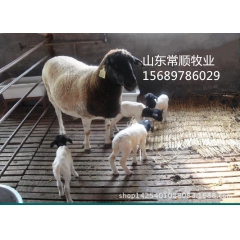 波尔山羊  小尾寒羊  肉羊   种羊品种_育肥羊价格