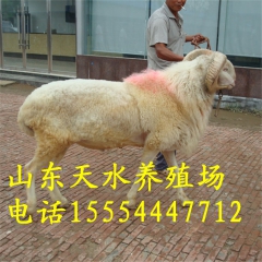 急售纯种小尾寒羊 白山羊 关中奶山羊【凡买30只赠送种羊一只...