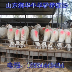 品种羊小尾寒羊 小尾寒羊价格 纯种小尾寒羊一只多少钱