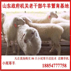 求购：小尾寒羊 羊羔 怀孕大母羊大全