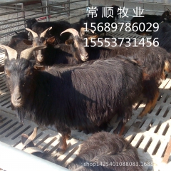小尾寒羊 体型大 品种好 黑山羊    杜泊羊养殖技术 免费...