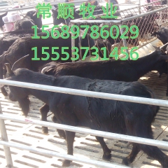 2016养什么羊前景好  黑山羊 小尾寒羊  白山羊  肉羊