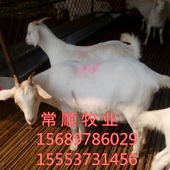 绒山羊 杜波绵羊 小尾寒羊 白山羊