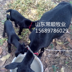 到济宁有 小尾寒羊 杜波绵羊  黑山  白山羊 绒山羊