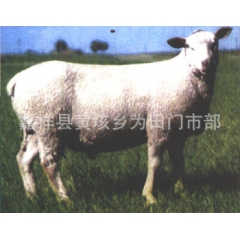 常年提供优质小尾寒羊 杜泊绵羊