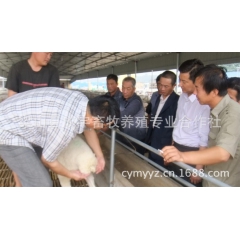 济宁梁山小尾寒羊