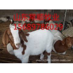 波尔山羊 小尾寒羊 肉羊波尔山羊 小尾寒羊 杜泊绵羊放养