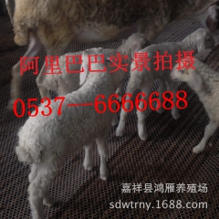 育肥羊-小尾寒羊 -小尾寒羊羊苗 -小尾寒羊养殖技术