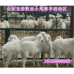 【小尾寒羊】适合北方养殖的种羊品种小尾寒羊