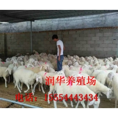 小尾寒羊 哪里有卖的 小尾寒羊羊羔价格多少
