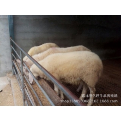 出售纯种小尾寒羊 小尾寒羊种羊 小尾寒羊多少钱一只. 欢迎来...
