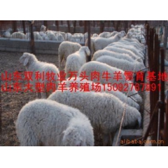 万只优良肉羊高腿小尾寒羊种羊苗品种 东北小尾寒羊 山西小尾寒...