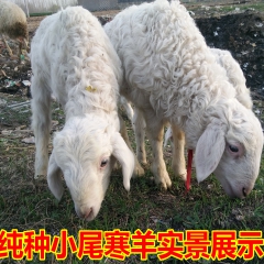 最新小尾寒羊、小尾寒羊苗、种羊、小尾寒羊市场价格