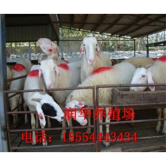 圈养小尾寒羊 小尾寒羊养殖 小尾寒羊价格 小尾寒羊种羊