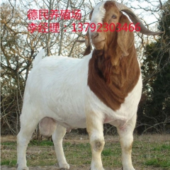 纯种杜泊羊小尾寒羊 小尾寒羊 波尔山羊适宜养殖的地区 养羊基...