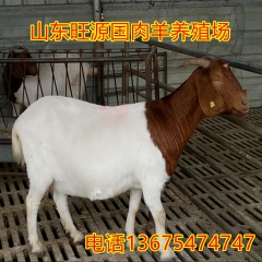 养羊场大量出售屠宰肉羊 小尾寒羊 白山羊 黑山羊杜泊肉羊价格